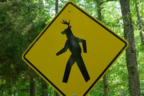 deer crossing joseph flickr
