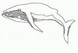 Whale Balena Colorat Desene Baleine Planse Sheet Animalstown Balene Animale Salbatice Coloriages Mamifere sketch template