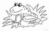 Toad Cool2bkids Ausmalbilder Tiere Toads Kröte sketch template