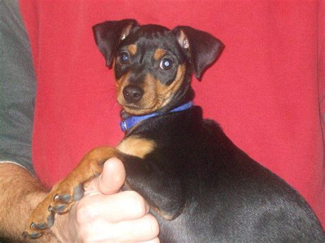 miniature pinscher puppies for sale for sale adoption from