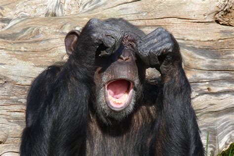 schimpanse muedigkeit uebermannt ihn foto bild tiere neuwieder zoo
