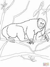 Coloring Uakari Monkey Pages Printable Bald sketch template