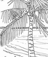 Trees Sunset Foglie Palmen Palme Palms Zeichnung Malvorlagen Designlooter sketch template