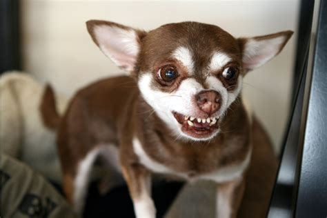 bared teeth  dogs aggression  smiling