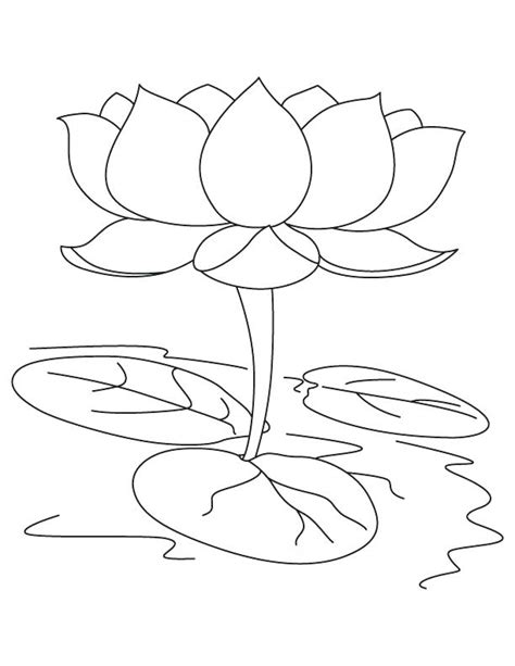 lotus coloring pages  getcoloringscom  printable colorings