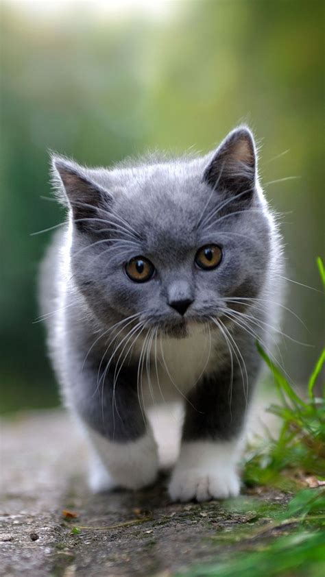 cute grey kitten cute animals iphone wallpapers atmobile animals