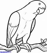 Parrot Coloring Pages Drawing Birds Easy Drawings Parrots Color Kids Clipart Draw Fish Bird Printable Below Simple Getdrawings Looking Children sketch template