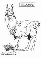 Llama Coloring Pages Books Printable sketch template