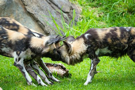 endangered wild dogs form  pack  houston zoo