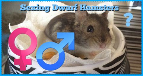 sexing dwarf hamsters and gender identification