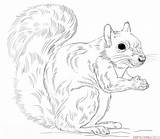 Coloring Squirrel Gray Eastern Pages Drawing Squirrels Draw Printable Cartoon Print Preschool Supercoloring Drawings Color Step Sheet Animals Animal sketch template