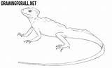 Lizard Draw Basilisk sketch template