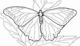 Butterfly Morpho Tsgos sketch template