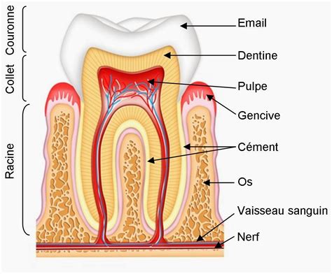 la dent  ses elements de soutien poussee dentaire