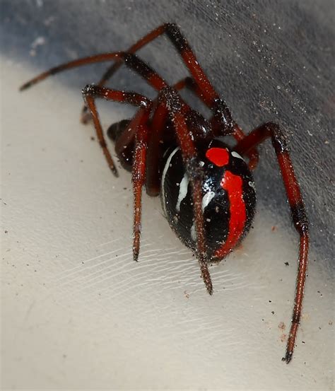 july  michigan spiders