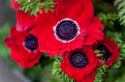 red anemone flowers  holland photograph  jenny rainbow pixels