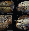 Afbeeldingsresultaten voor "neoglyphea Inopinata". Grootte: 96 x 100. Bron: www.researchgate.net