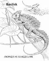 Basilisk Coloring Lizard Scales Pages Drawing Snake Designlooter Reptiles Popular Getdrawings 54kb sketch template
