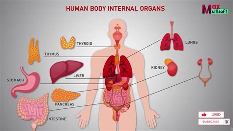 human body internal organs human anatomy animation  youtube