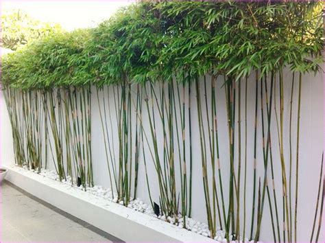 bamboo privacy screen google search outdoor bamboo plants bamboo plants bamboo privacy