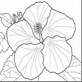 Hibiscus Flower Coloring Drawing Pages Getcolorings Printable Print Color Getdrawings sketch template