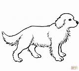 Coloring Pages Color Printable Retriever Puppy Labrador Dog Dogs Chien Golden Print Supercoloring Perros sketch template