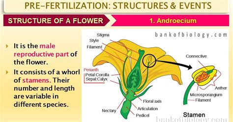 Welcome To The Living World Sexual Reproduction In Flowering Plants