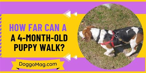 month  puppy walk reliable answer   dog trainer