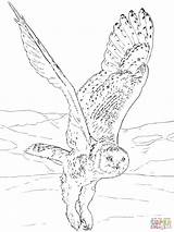 Owl Uhu Ausmalbild Eule Eulen Harfang Neiges Owls Schnee Bilder Supercoloring Kinderbilder sketch template