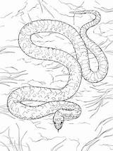 Mamba Snake Viper Eyelash Hannah Parentune Gopher sketch template