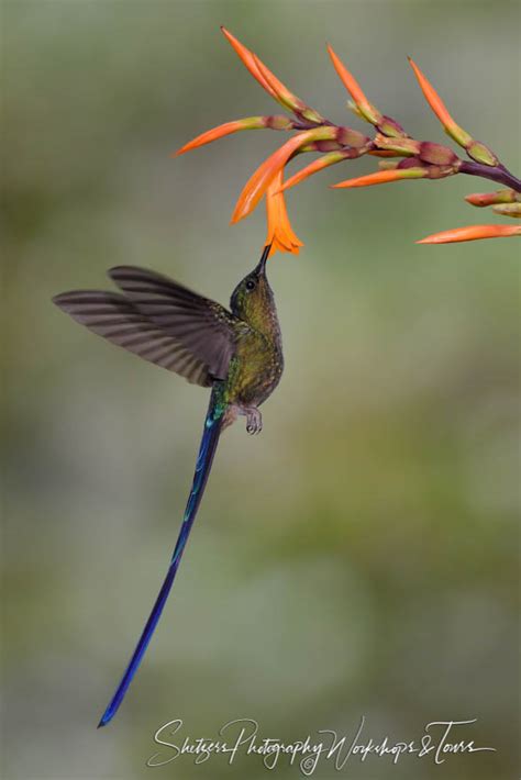 violet tailed sylph hummingbird  ecuador shetzers photography