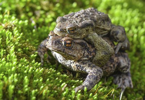 poisonous toads  swarming  florida town time