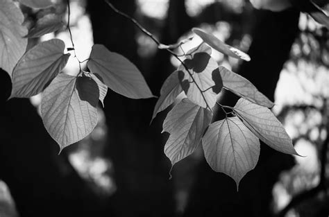 mulling   mulberry tree patty frank flickr