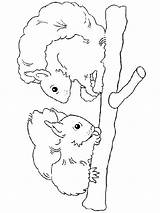 Eekhoorns Colorat Leukekleurplaten Veverite Animale Kleur één Leuke Andere sketch template