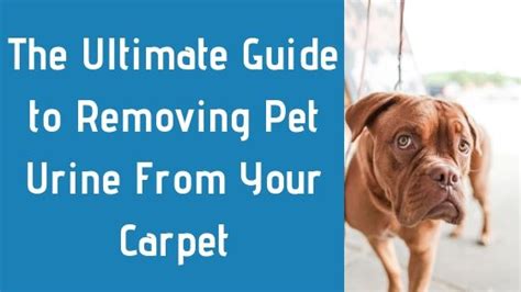 ultimate guide  removing pet urine   carpet pet urine