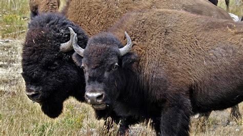 bison slaughter