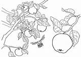 Pommier Apples Apfel Coloriages Colorier sketch template