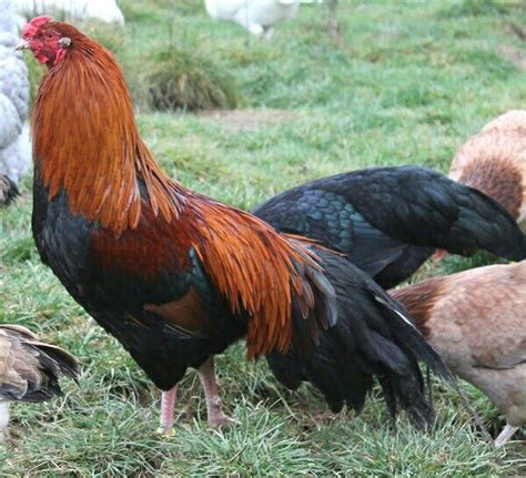 Black Breasted Red Cubalaya Chickens Chicken Breeds Chicken Flock