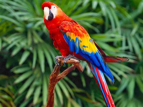 storyteller   parrot   color