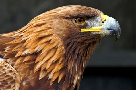 golden eagle genome sequenced focusing  wildlife