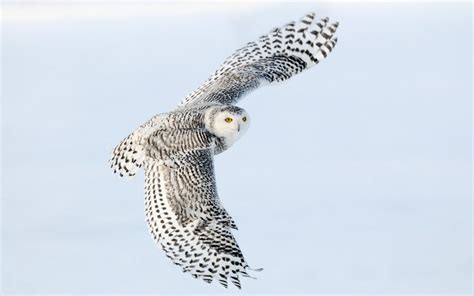 beautiful bird flying snowy owl photo wallpaper