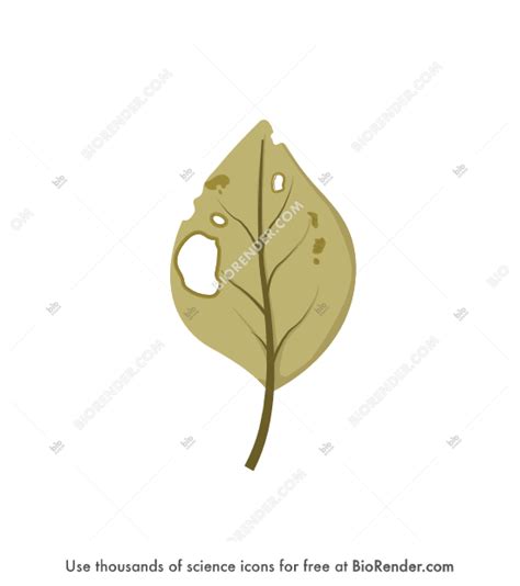 free leaf with viral infection icons symbols and images biorender