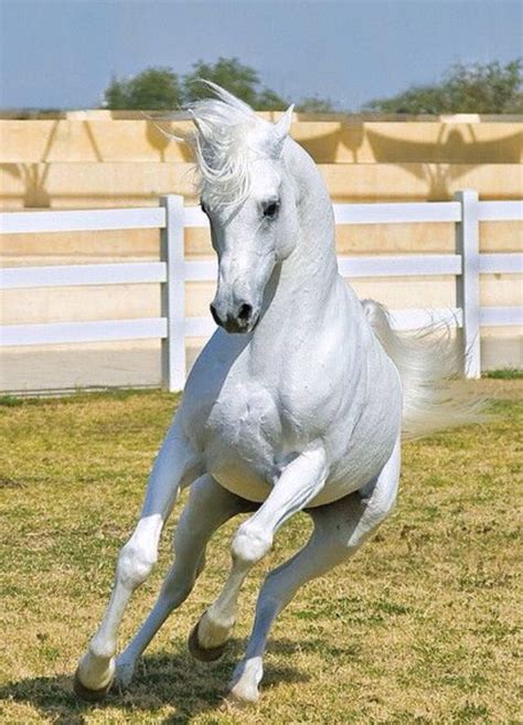 cheval blanc horses animals beautiful animals