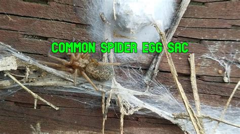 spider egg sac 10 facts you should know and identification chart