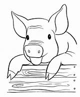 Laughing Pigs sketch template