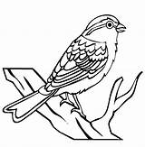 Sparrow Coloring Pages Color Printable Animals sketch template