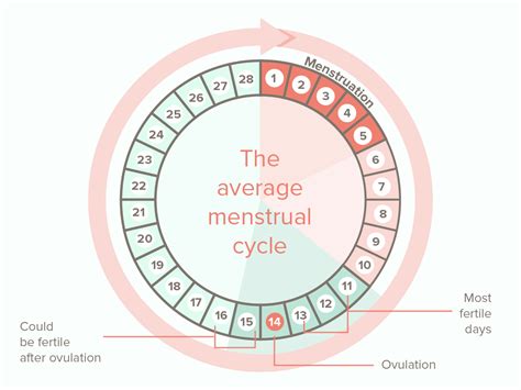 menstrual cycle diagram  kids
