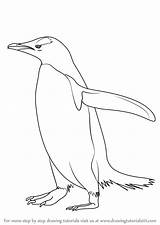 Penguin Draw Gentoo Drawing Step Antarctic Drawingtutorials101 Animals Easy Pinguin Drawings Chinstrap Galapagos Tutorials Cartoon Animal Steps Learn Template sketch template