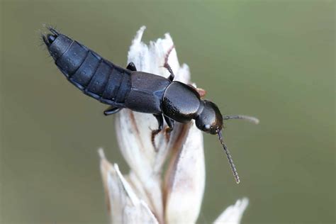 rove beetle insect facts   animals