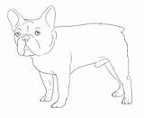 Bulldog French Coloring Pages Color Drawing Line Printable Bull Print Getdrawings Getcolorings Popular sketch template